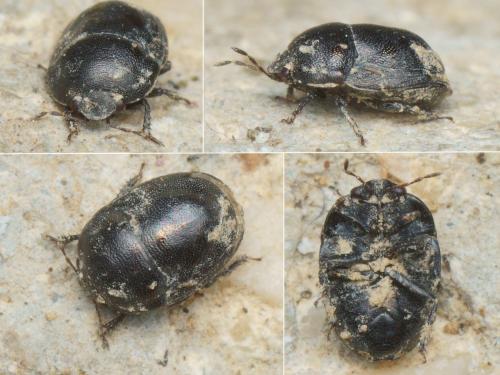 Réf. 222 832 : Thyreocoris scarabaeoides